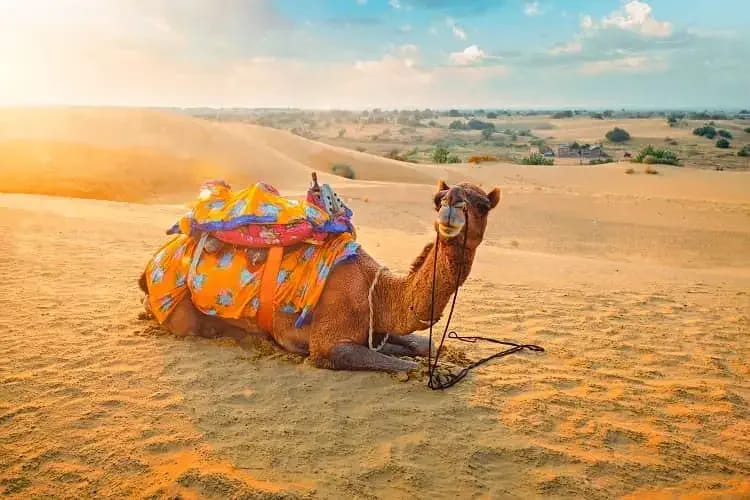Camel ride in desert